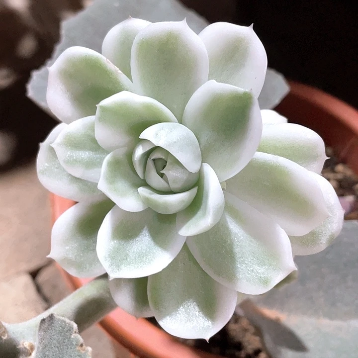 三***牛高瓷白麦秆锦一物一拍