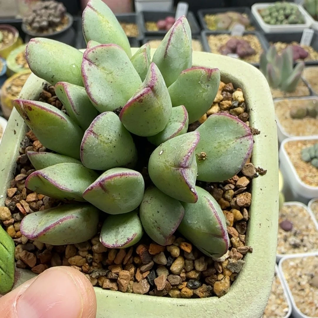 ?****?2.2号多肉托马斯55号