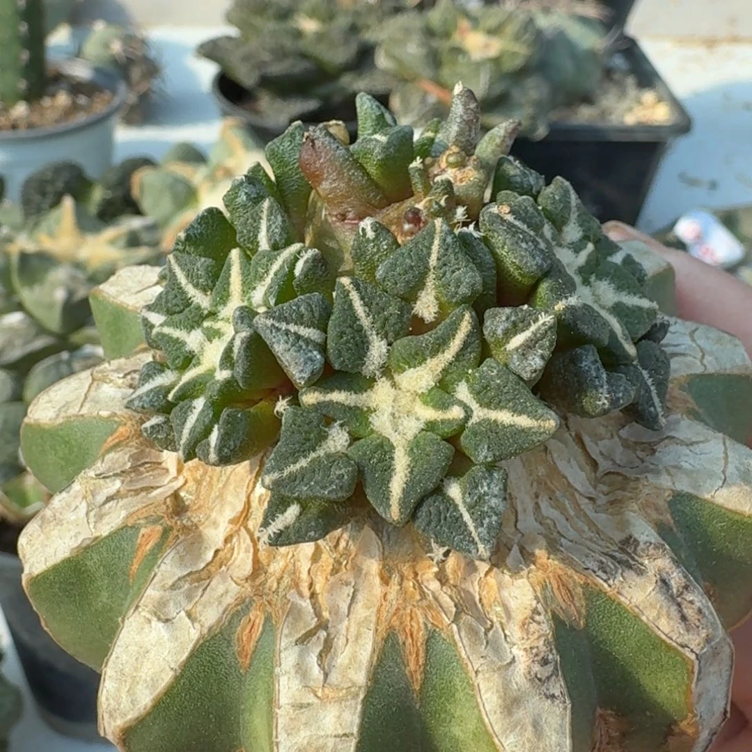 【闪购商品】群头黑牡丹