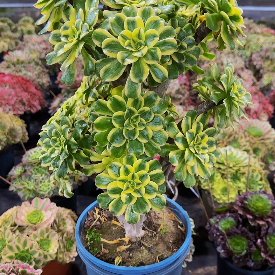 蓝***子老庄艳日伞150.8！