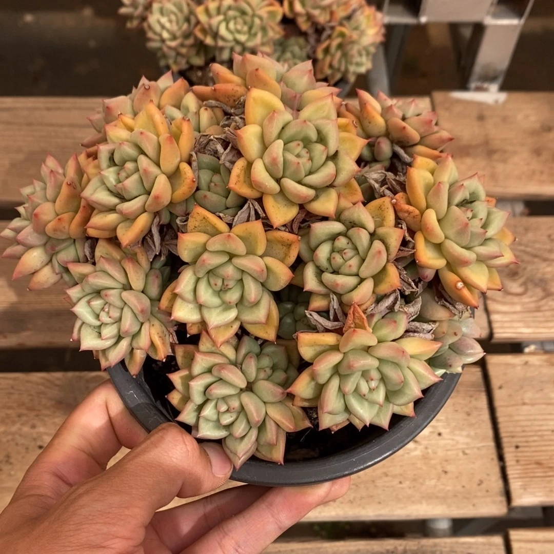 象牙多肉植物7216