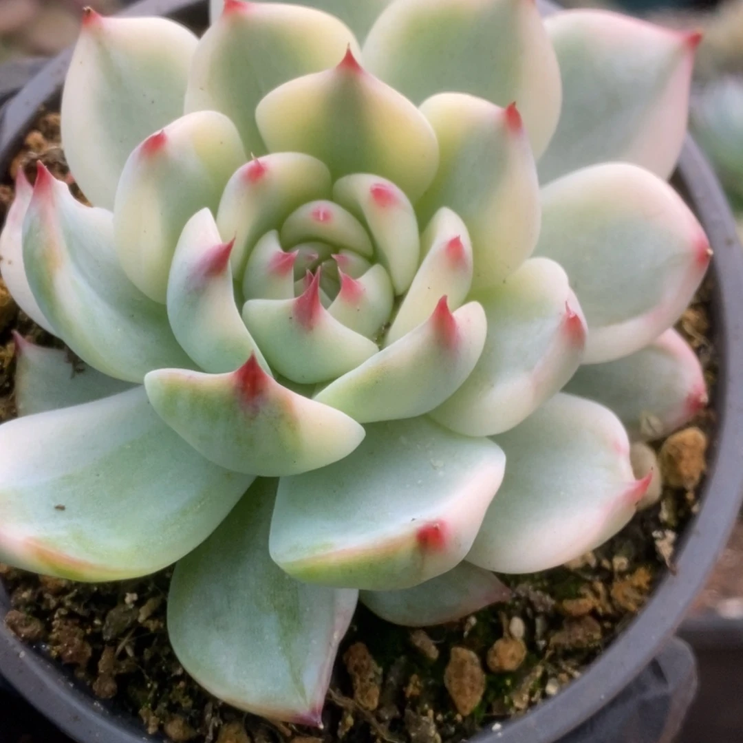 032锦锦锦锦锦锦锦