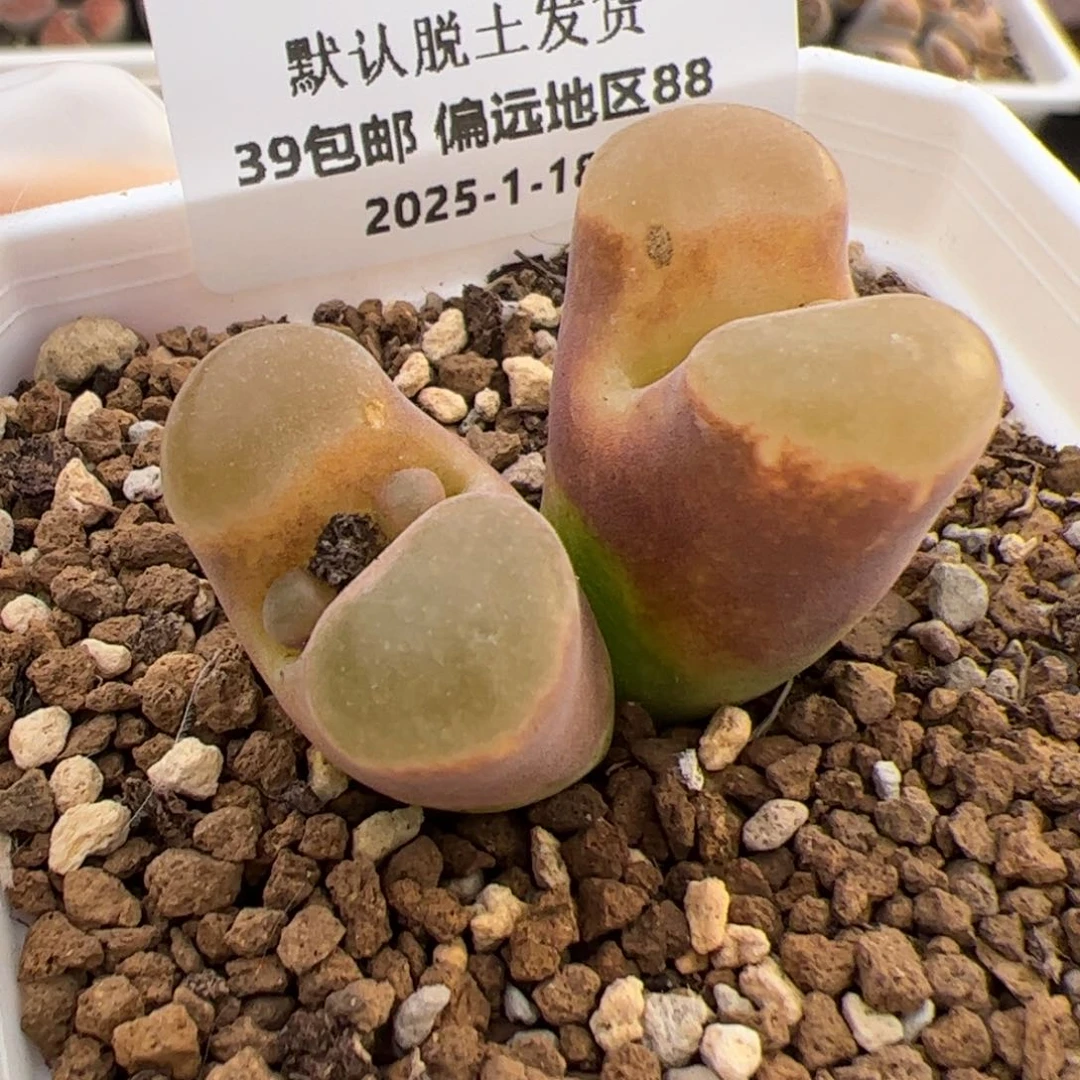 0441号 磁铁 多肉植物