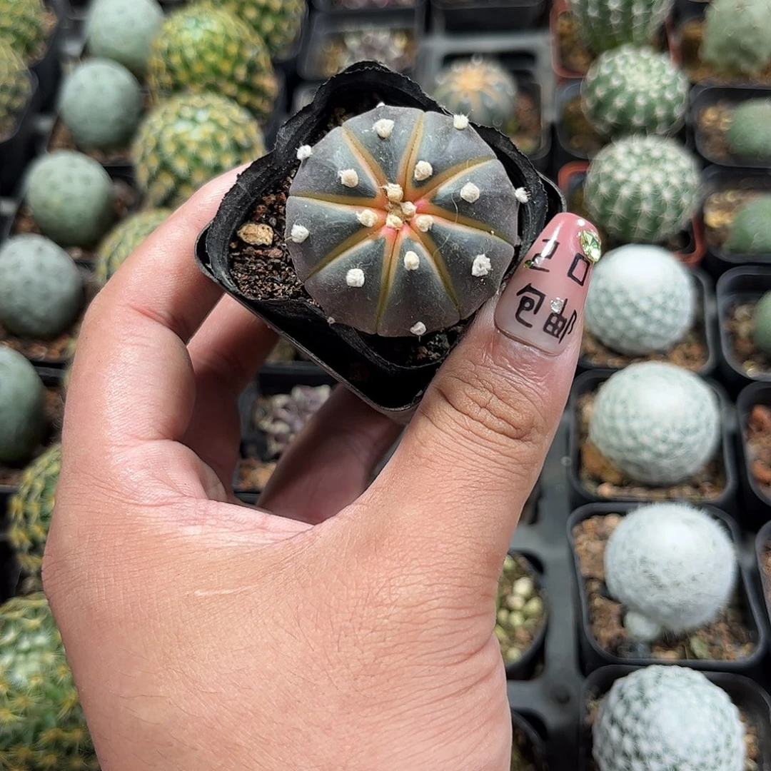 紫皮西瓜单头发货单头