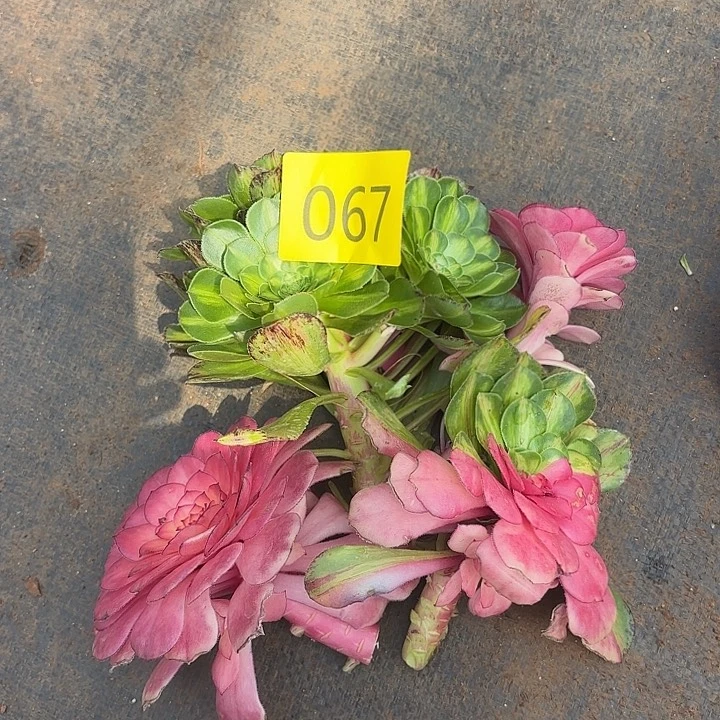 多肉植物福啊我067