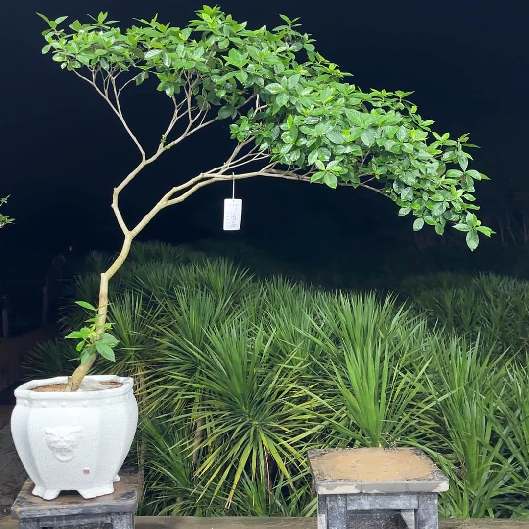 无花朵海岛栀子花，一年4季开花