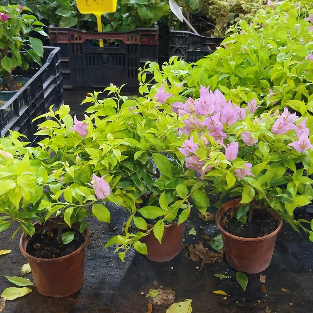 当前无花栽培后可以开花粉红豹掌中宝一颗