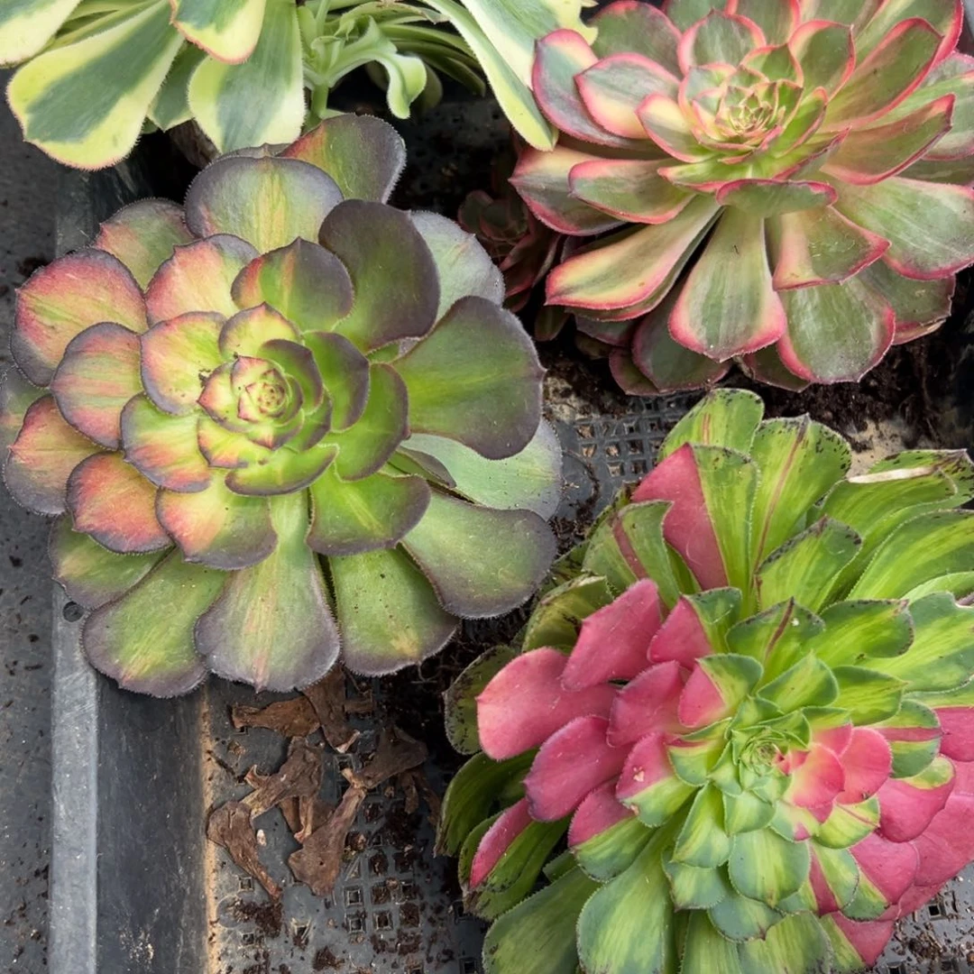 7229狂拍多肉植物