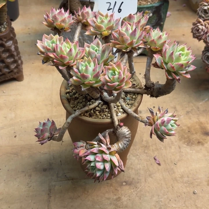 多肉植物，三色景216号