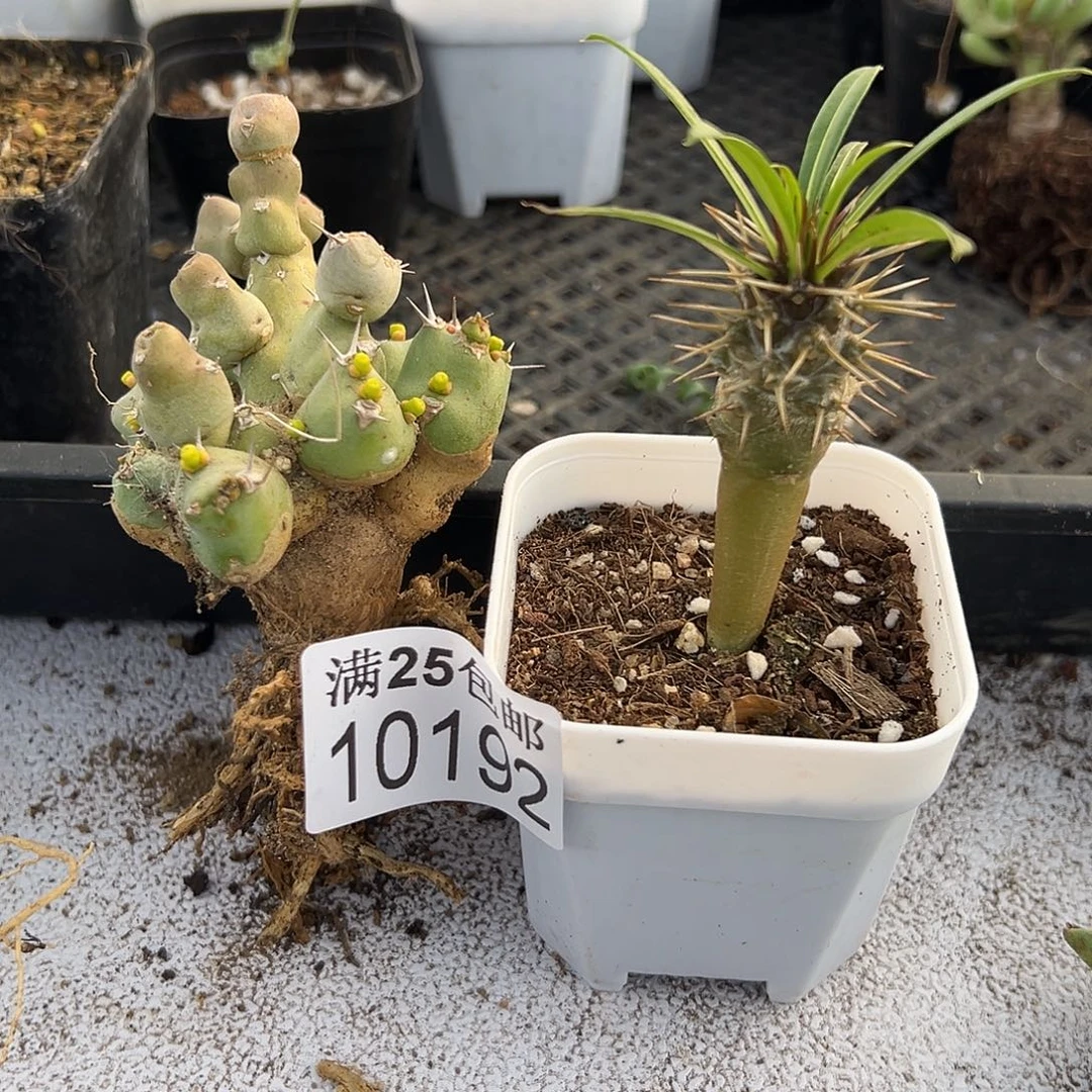 霸王树192，一物一拍