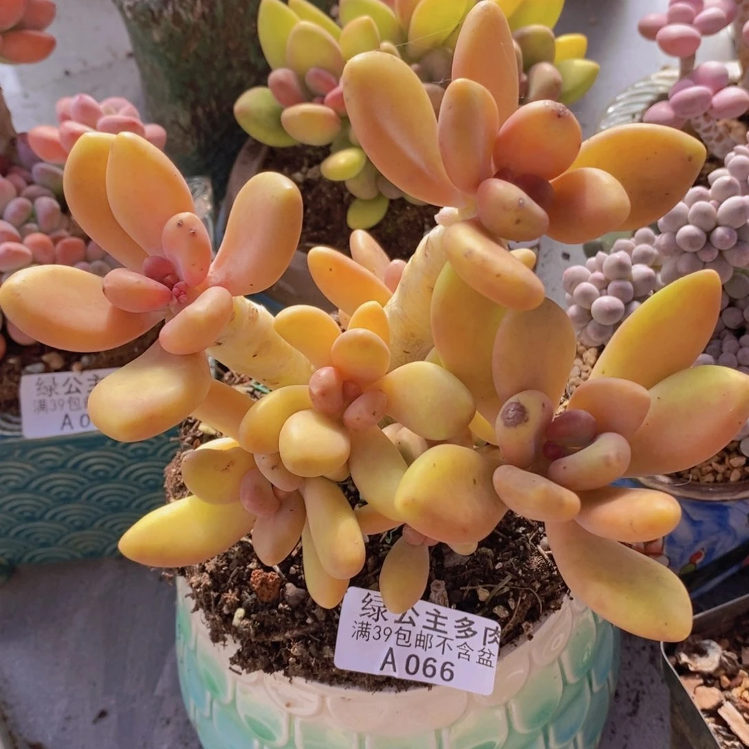 芒果奶14cm066多肉植物叶伤