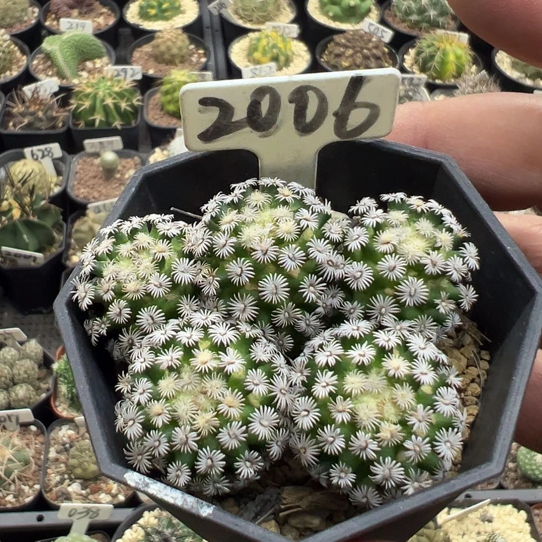 2006克氏丸群实生