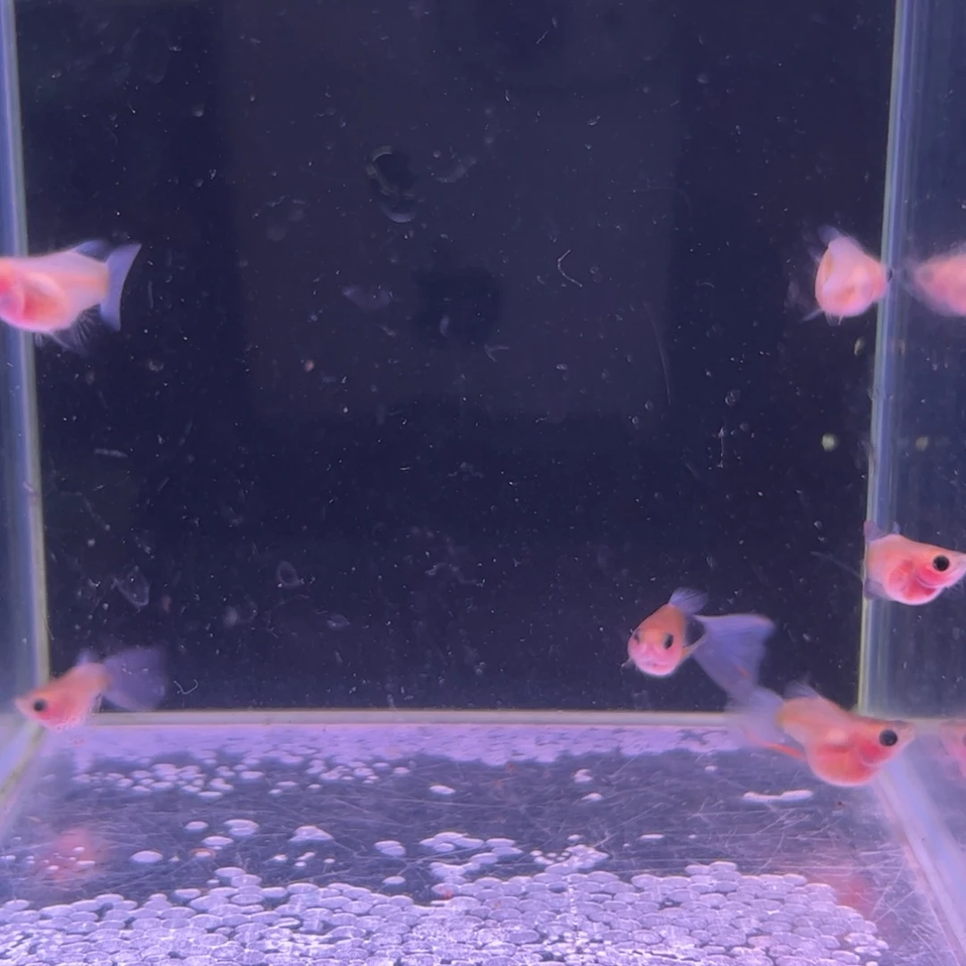 孔雀鱼蓝礼服黄肉玻璃猫球体6条