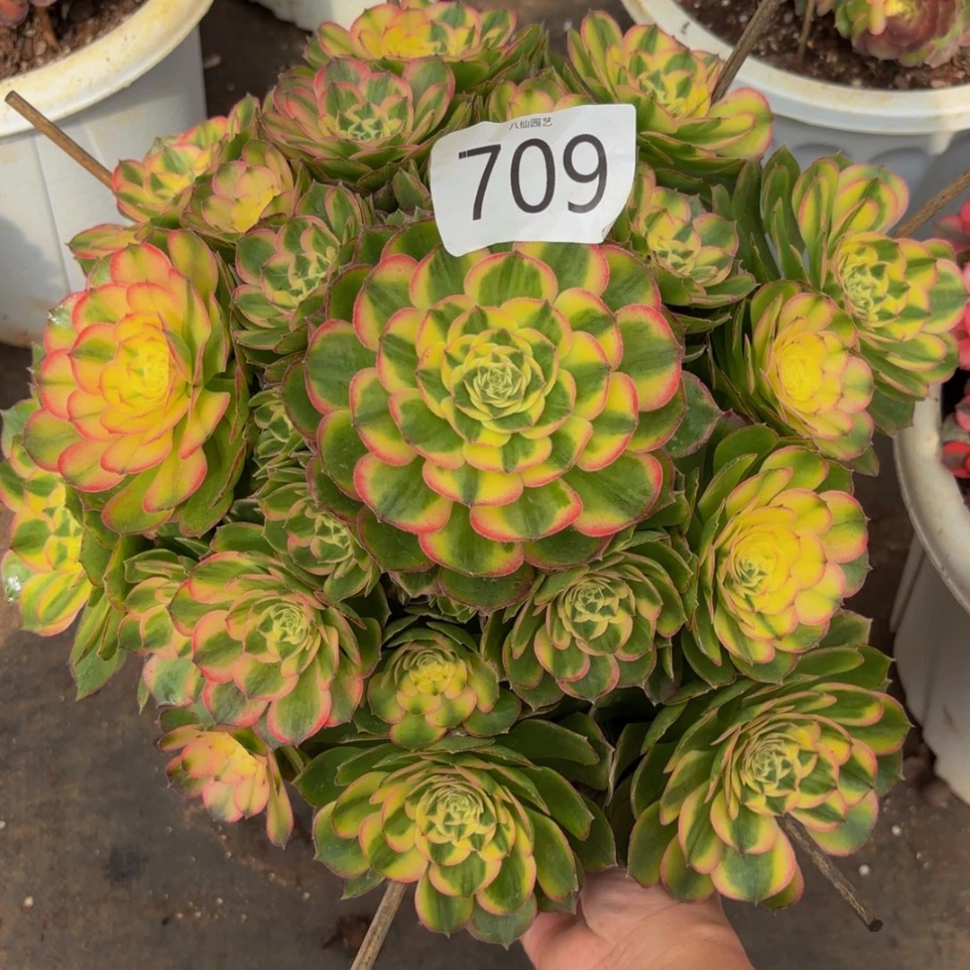 麻***坊709多肉植物海鲜特价