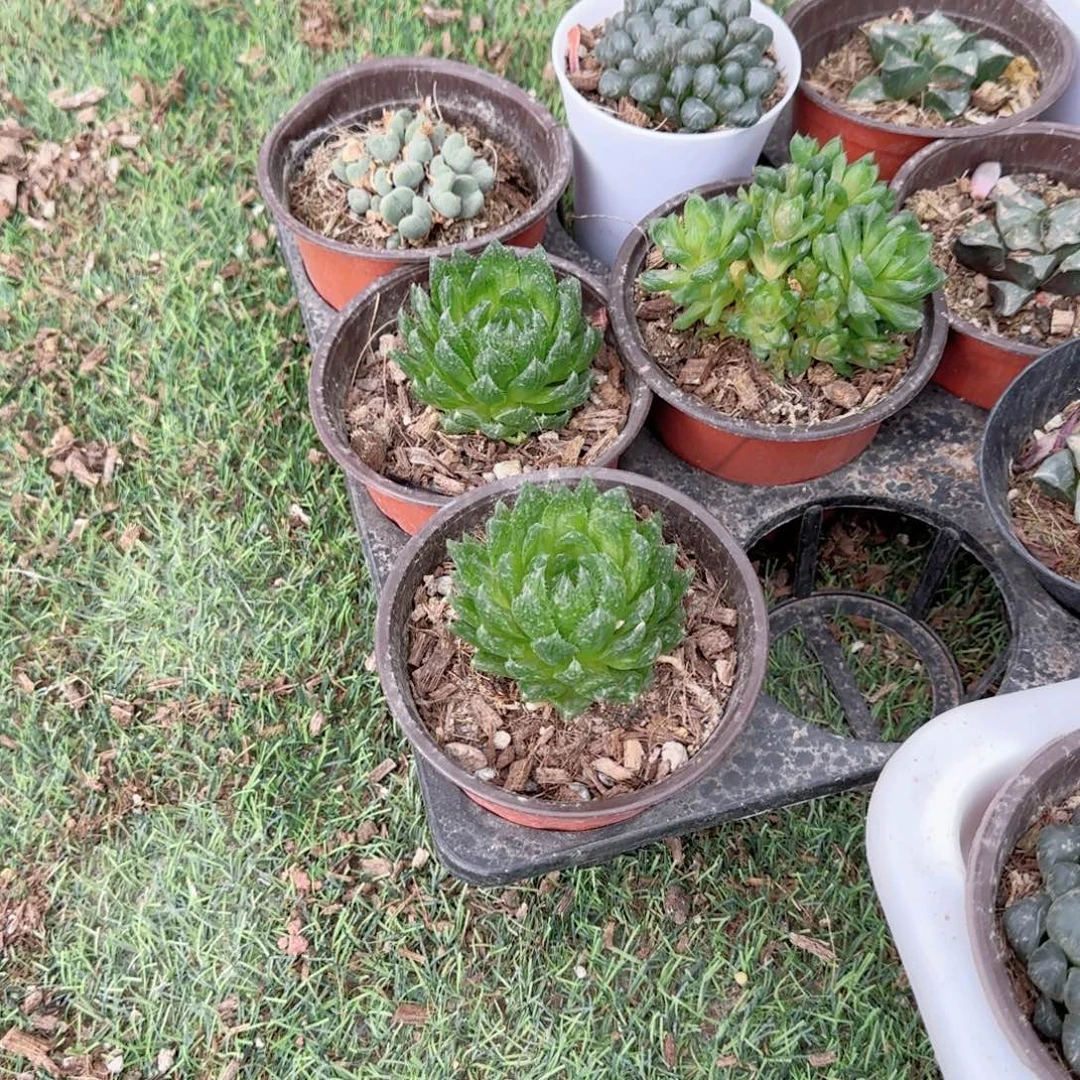 无花朵樱水晶单头