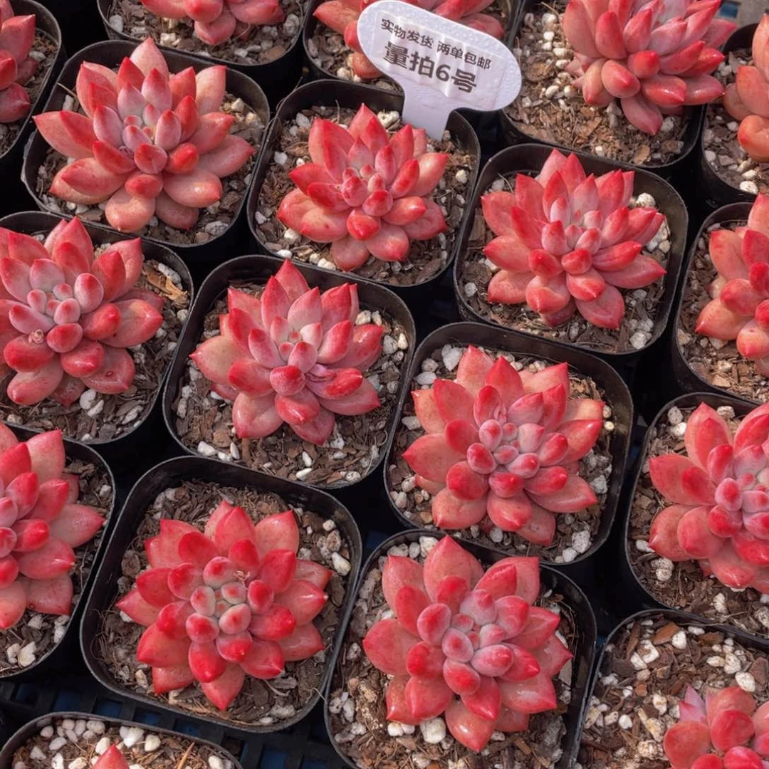 量拍6号 丸叶金鱼姬车厘子单头一个