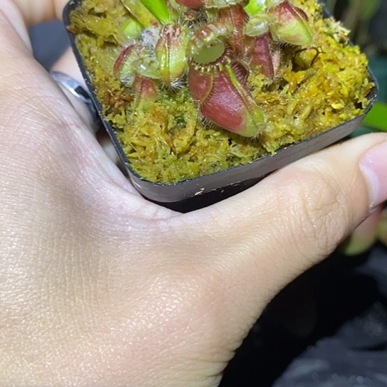 无花朵土瓶子草5方盆