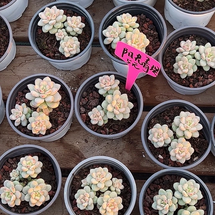 阳光青提。  福利多多