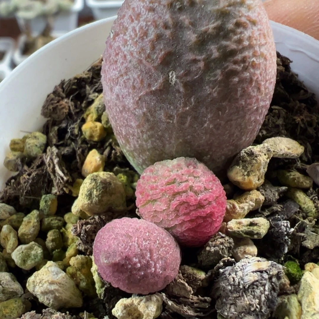 腹部水泡多肉植物水泡