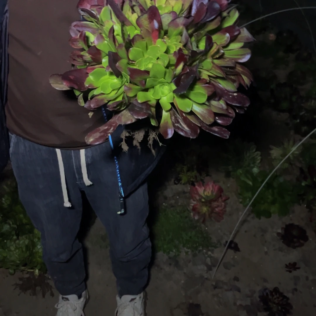 欧子多肉植物捧花的