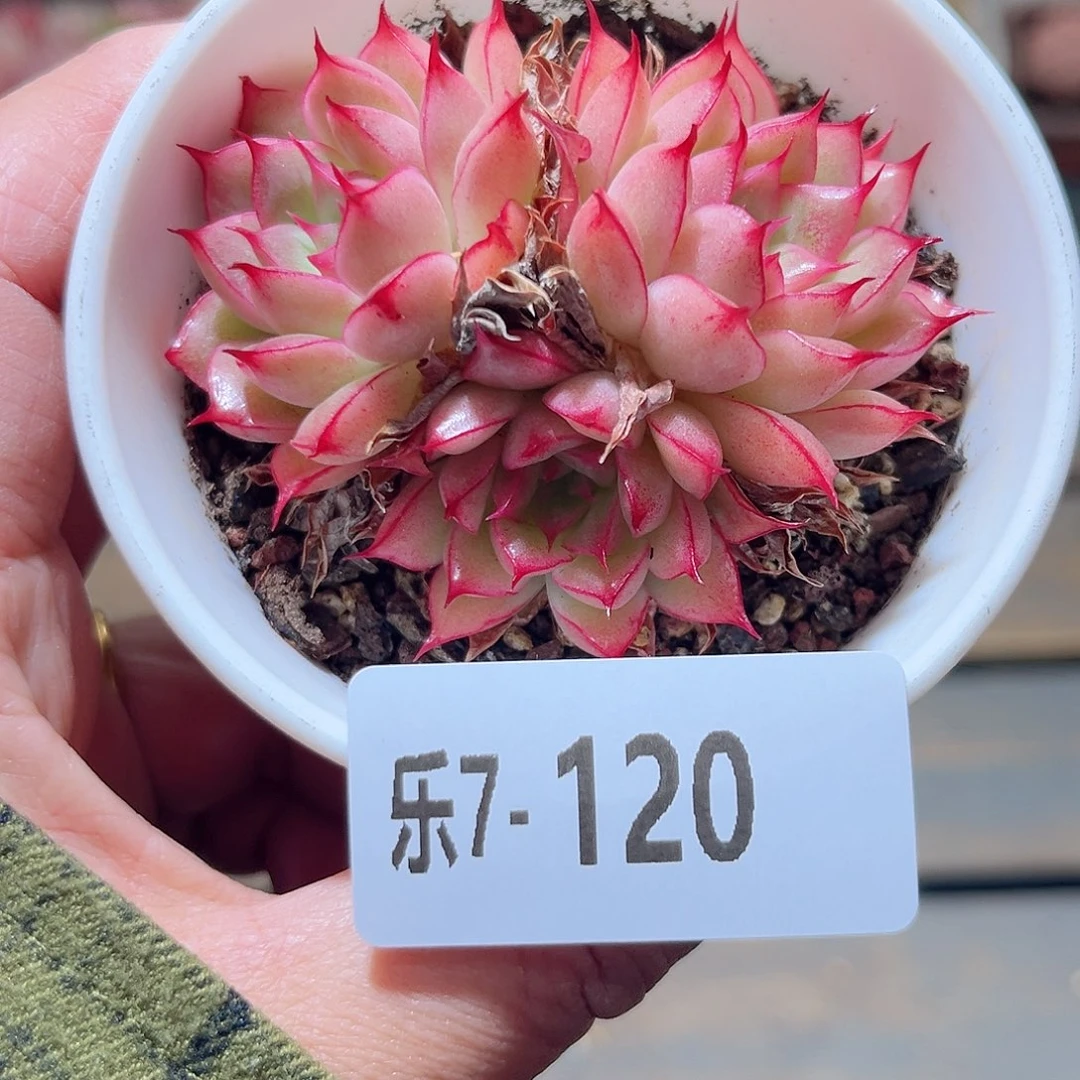 乐7-120 海王 不包整