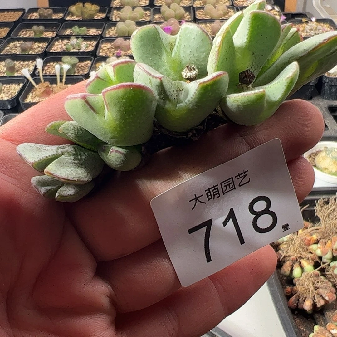 一物一拍。       718