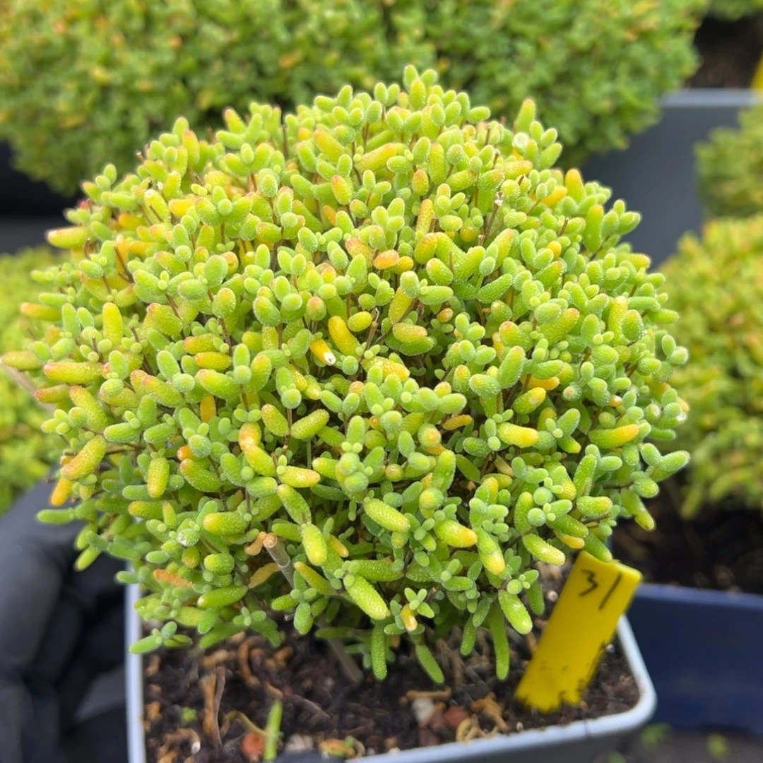 蜜橘糖球31号10cm盆