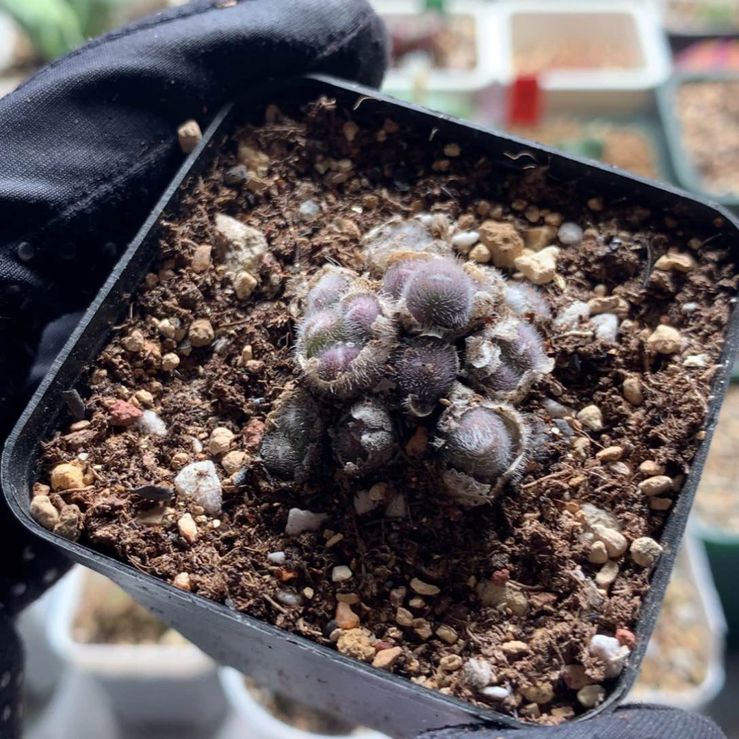 75号紫毛球母本一颗