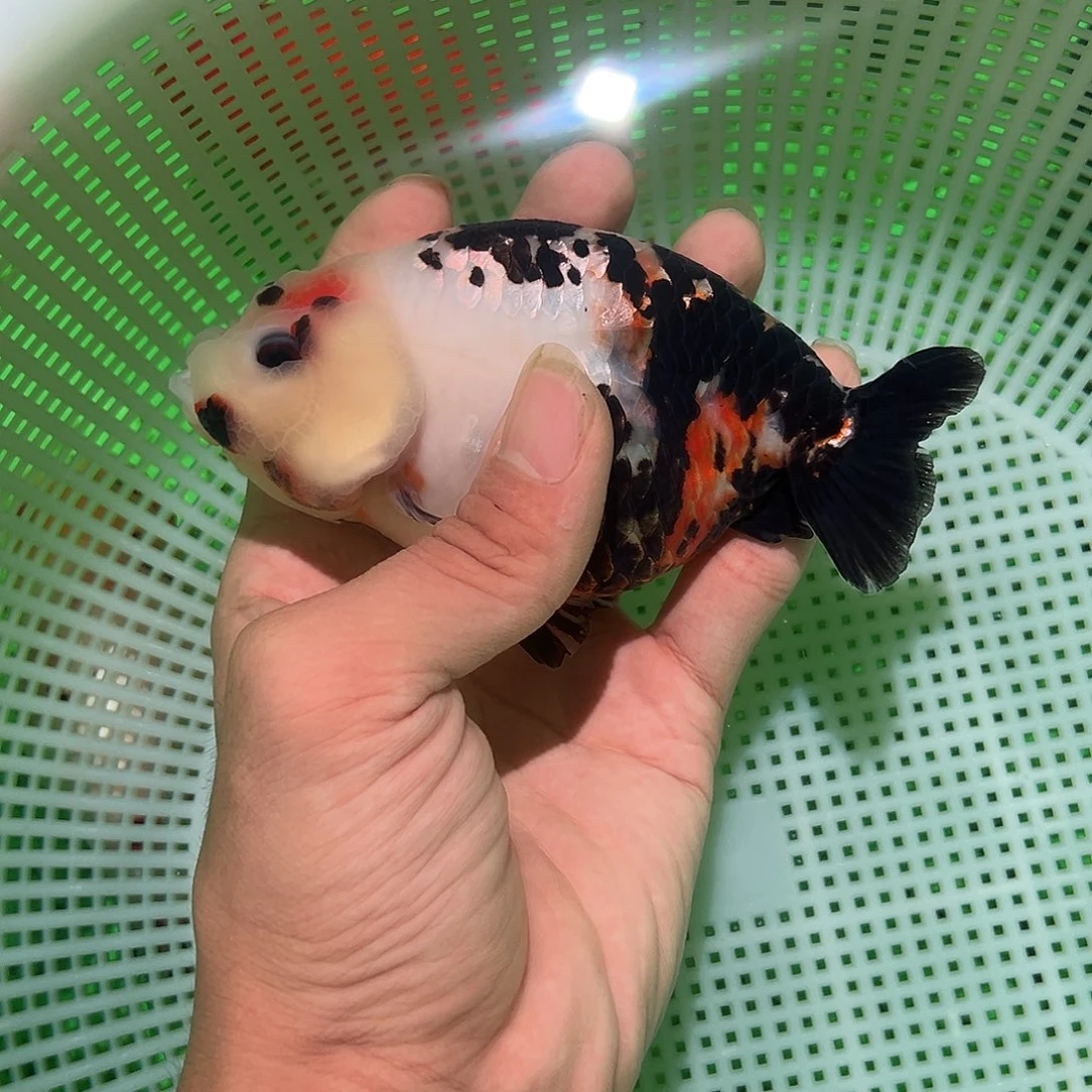 金鱼兰寿金鱼福利价格