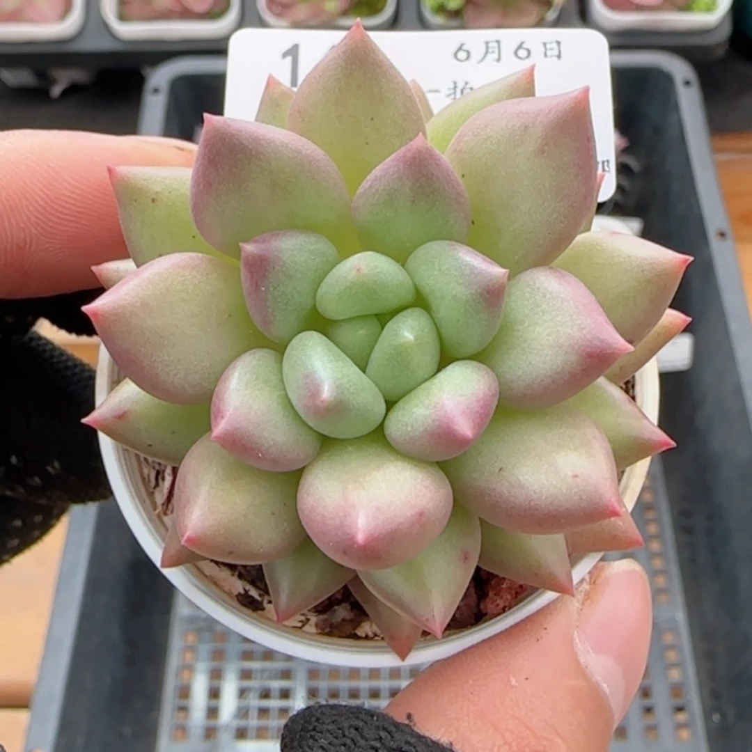 0606-160所罗门所罗门