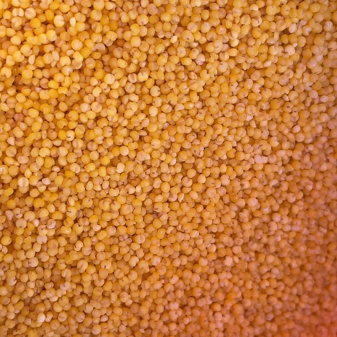 中国大陆农家小米五斤包邮