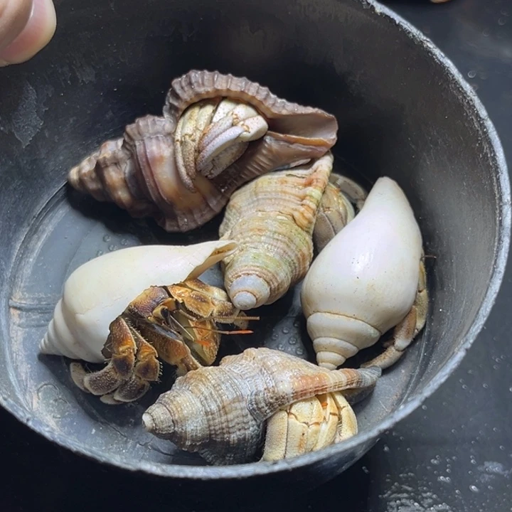 红日5只需要拍加热包
