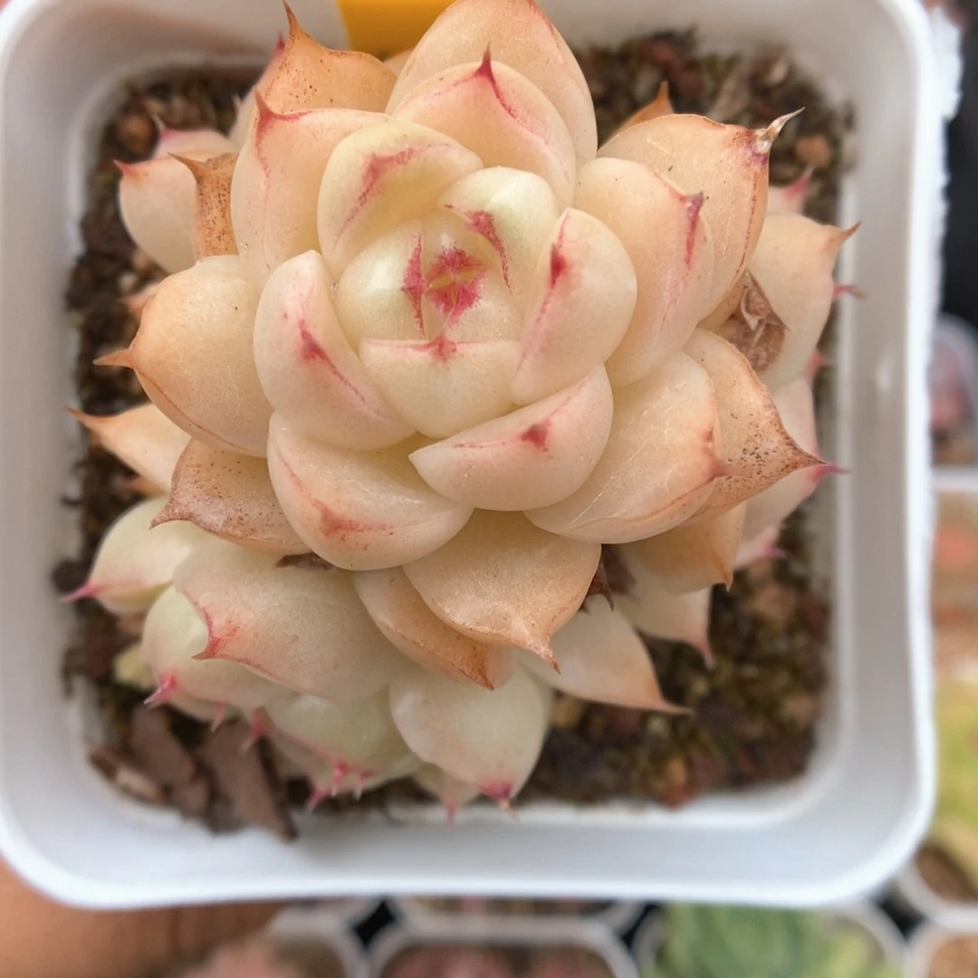 油透麦秆捧花257号
