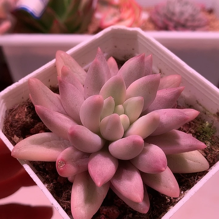 红蜻蜓锦锦锦锦锦锦