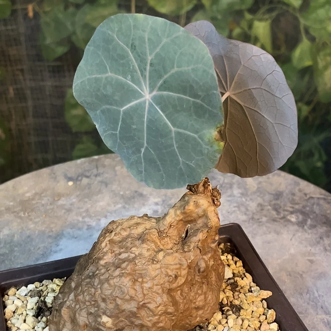 潮流植物 一叶龟 蓝叶