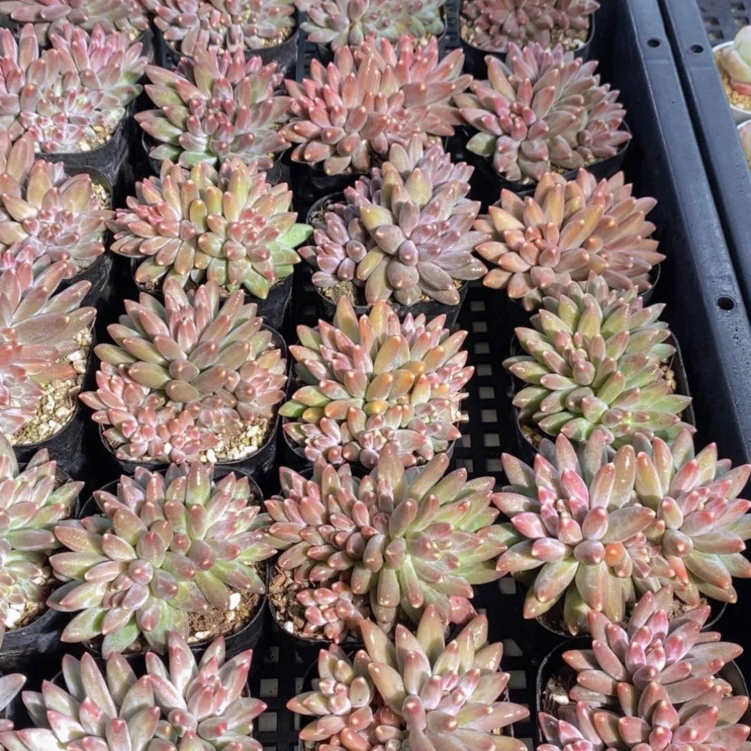 量拍56号 精品伊卡鲁斯多头群一个