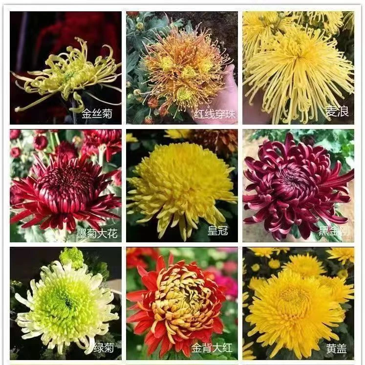 【一物一拍】B系列菊花盆栽带花苞发货大花特色花卉绿植