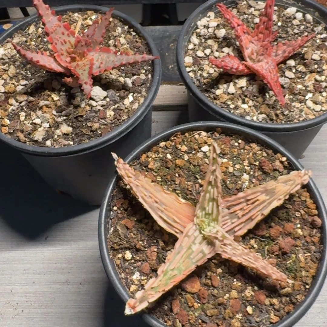 园艺芦荟福袋多肉植物