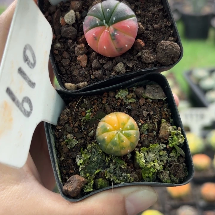 651 610二个好养实生