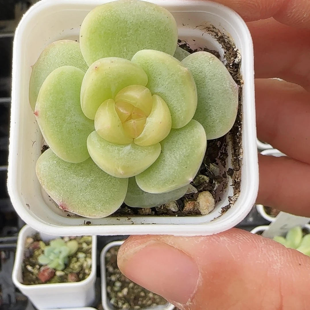 荔枝盆外棚一个满25包邮