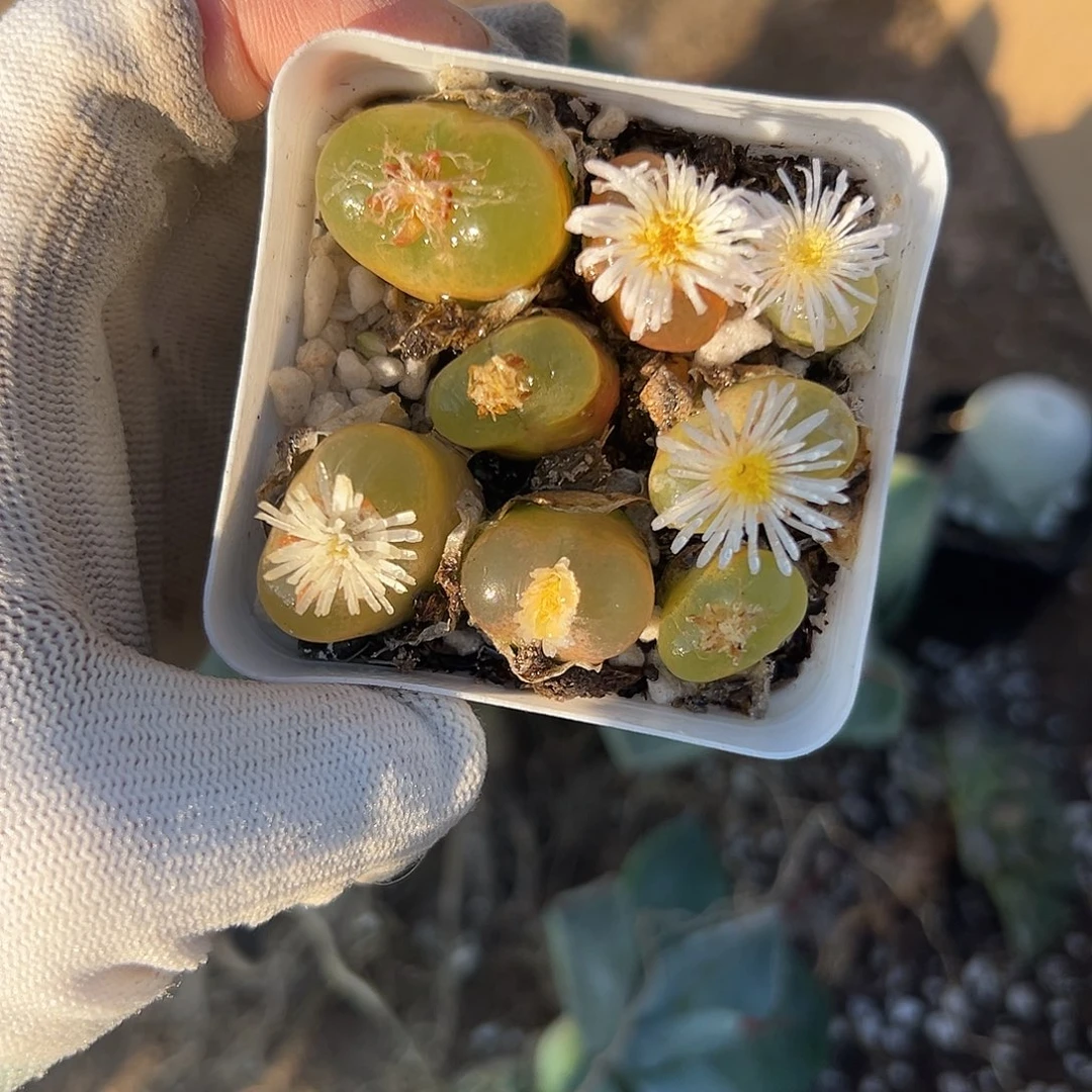 副坝呃呃呃呃呃呃呃呃