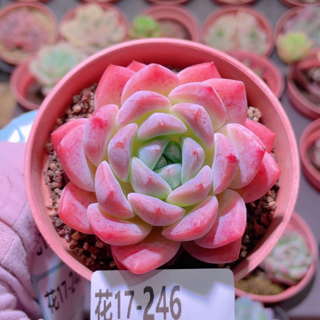 花利美17-246冰糖