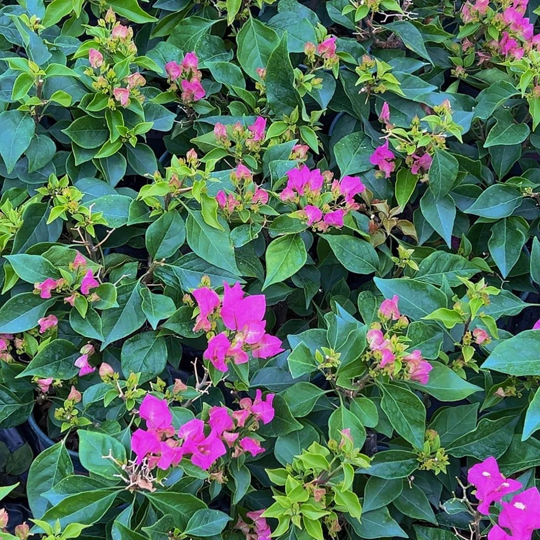 当前无花栽培后可以开花 比芭粉 带花 随机发货