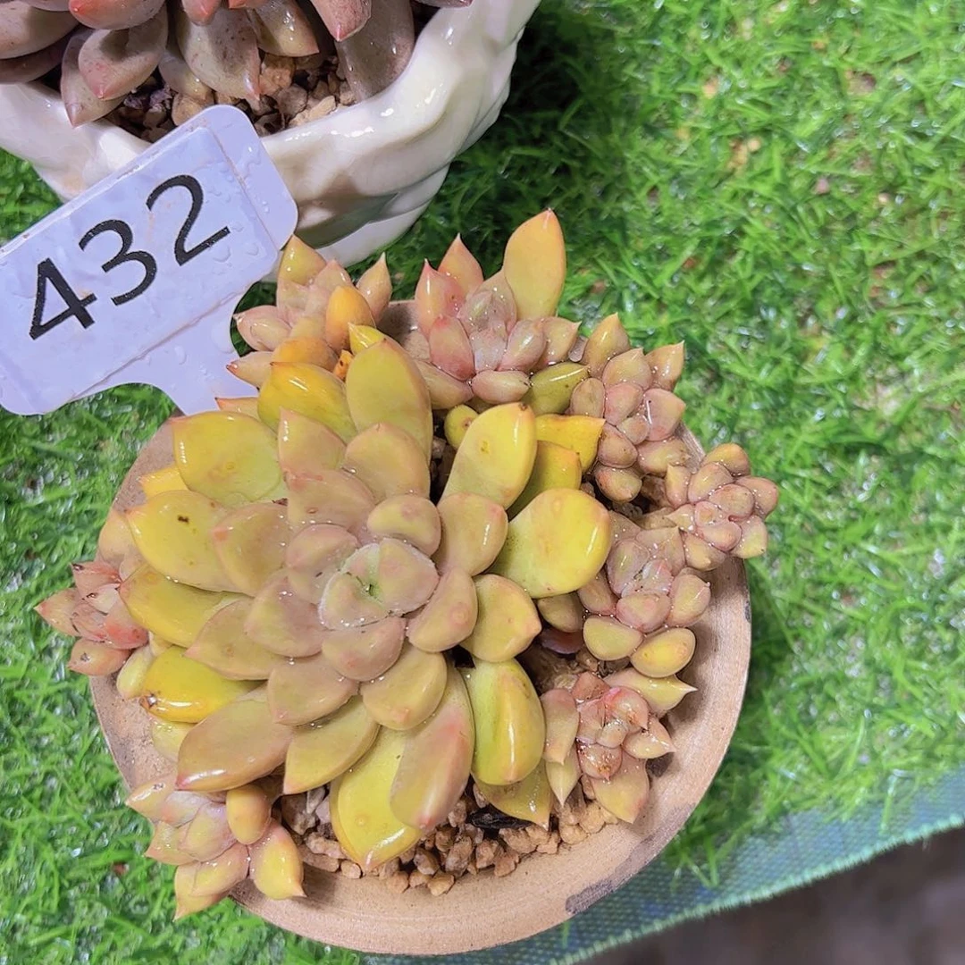 镇****店432象牙15.8元呀