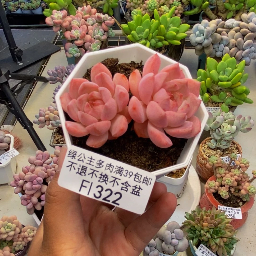 322冰魄多肉肉5c m