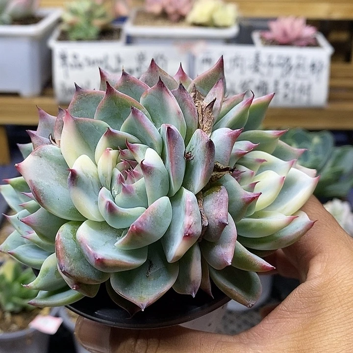 0711 吉娃娃锦多肉