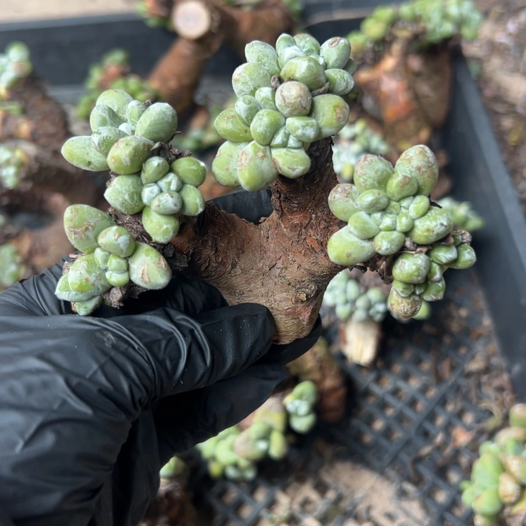 绿豆拇指～一物一拍677