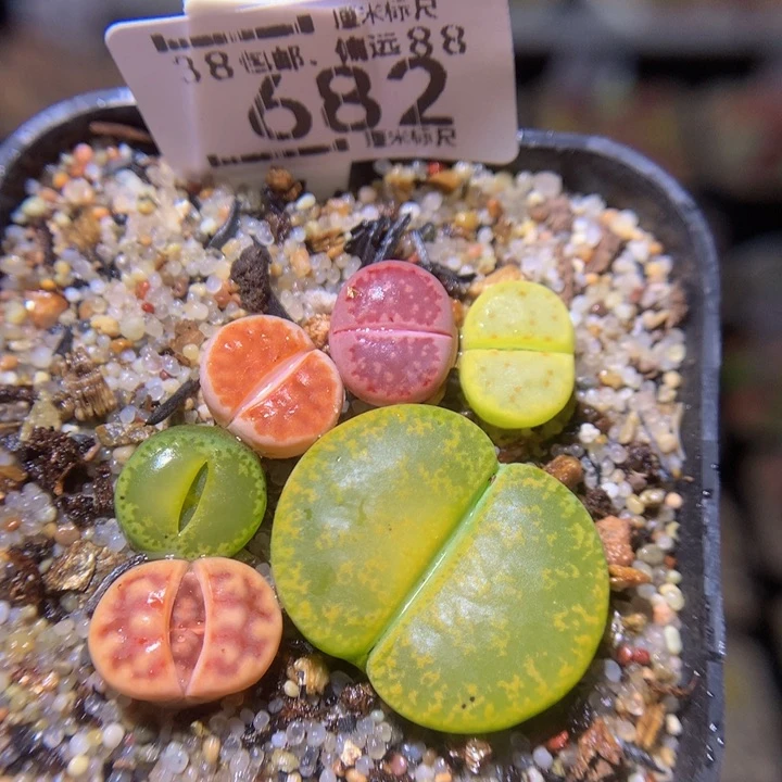 Sss精品生石花682