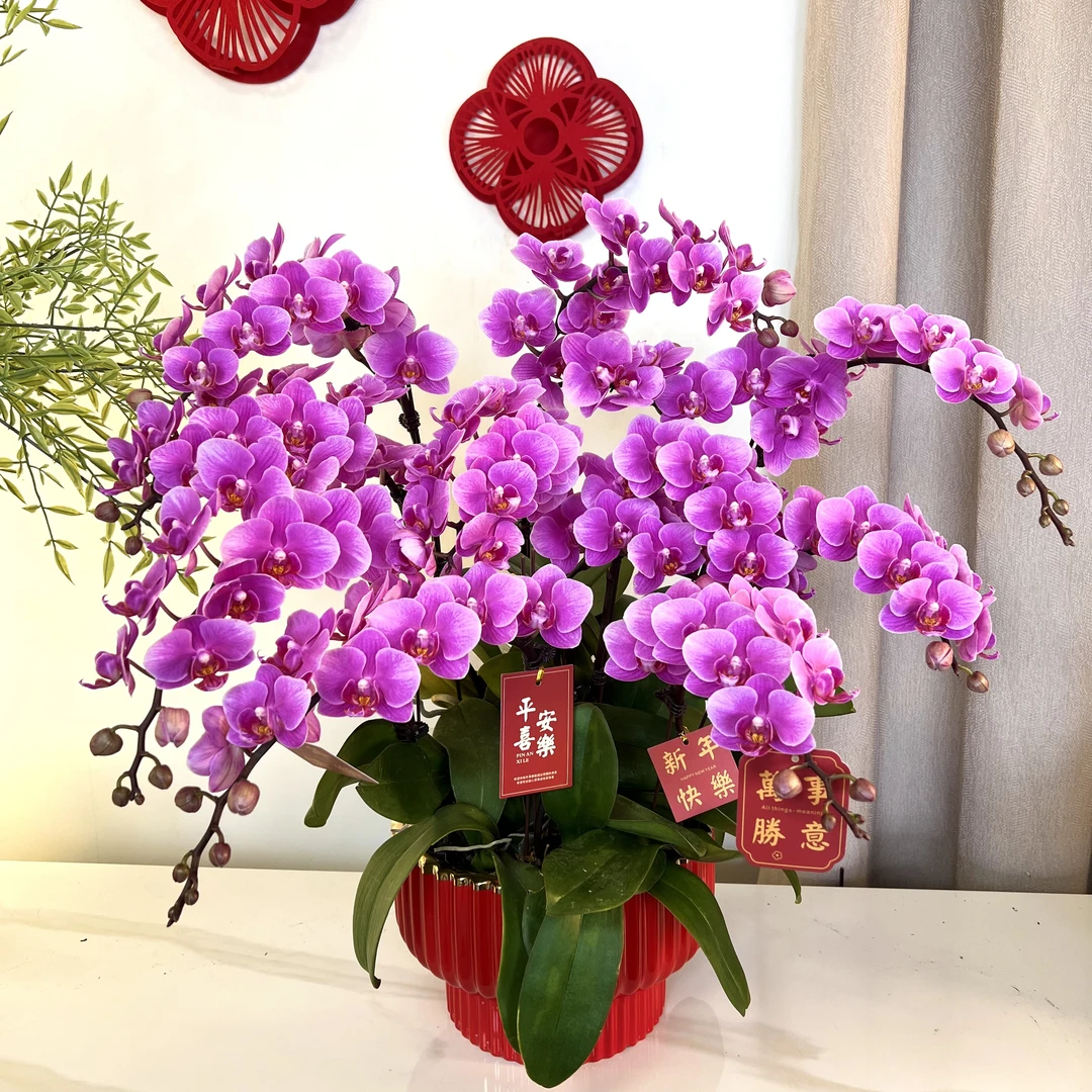 【紫霞仙子-蝴蝶兰】 轻奢 中式 禅意 绿植盆栽 年宵花