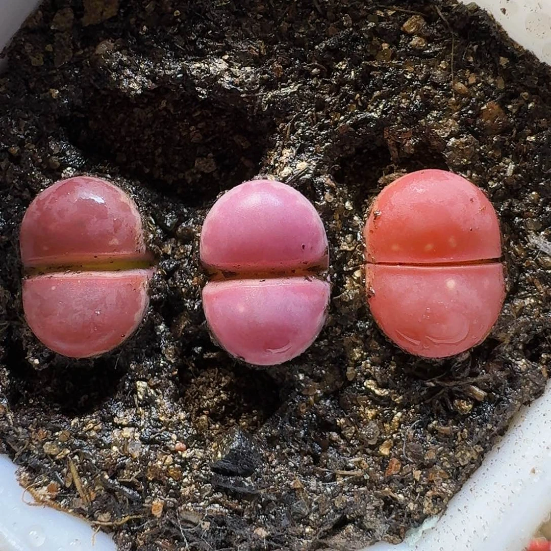 生石花11111。   1公分。    135